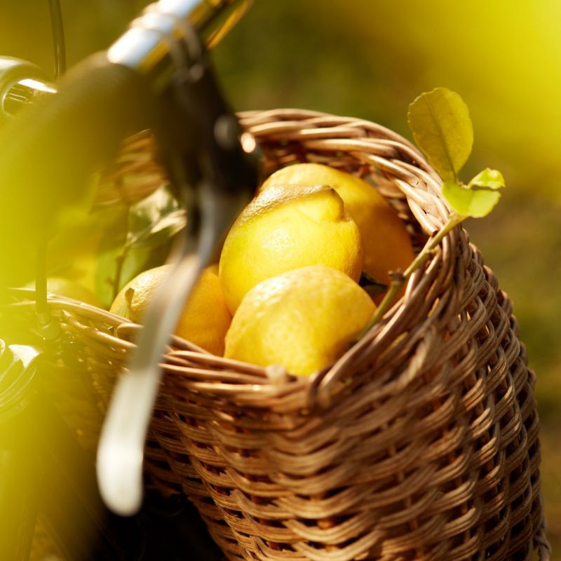 REPLICA Under the Lemon Trees Image 6