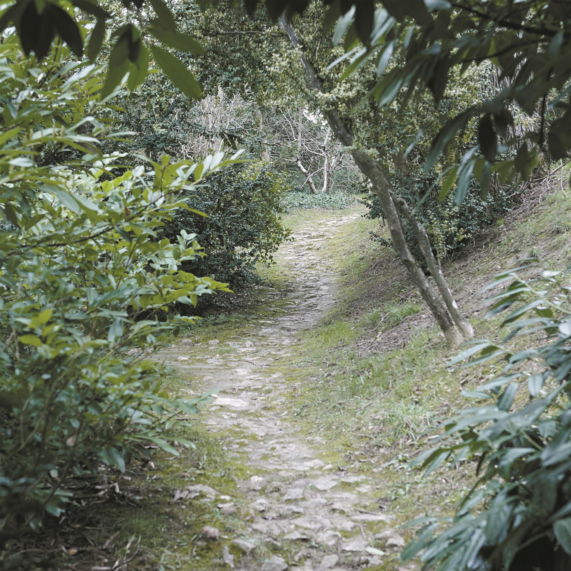 promenade in the garden maison margiela