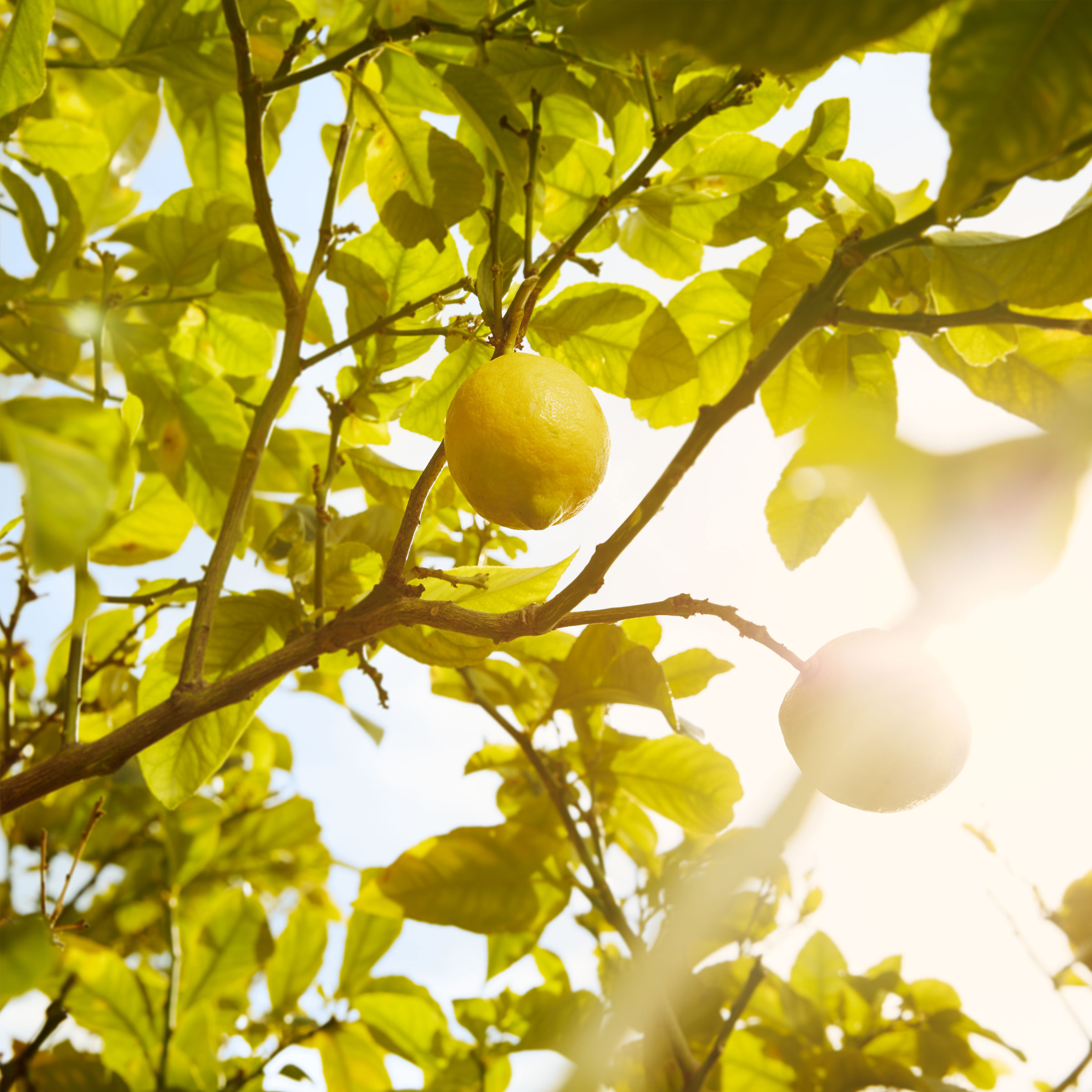 replica under lemon trees